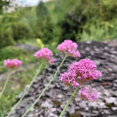 Paso Del Onso Apartment