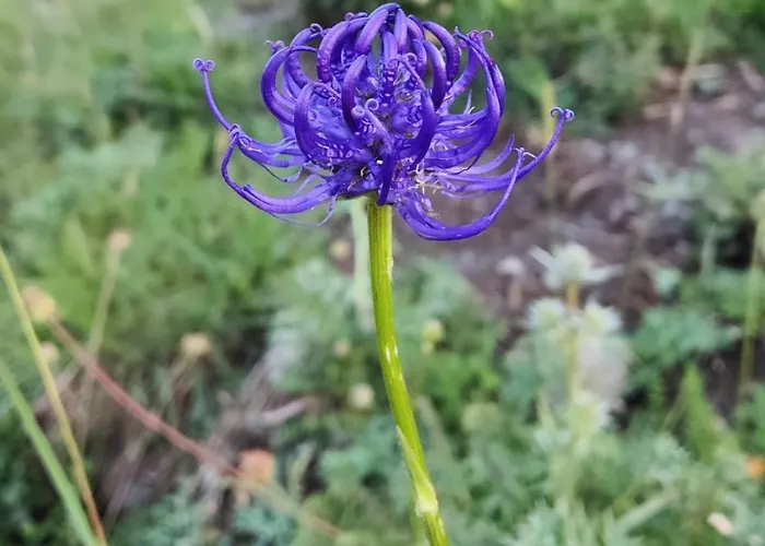 Paso Del Onso * Escarrilla