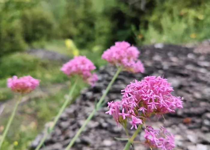 Paso Del Onso Lejlighed